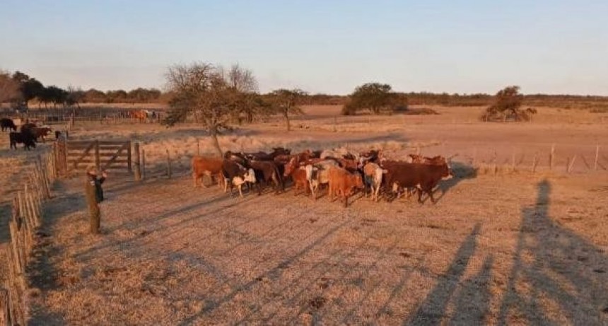 Logro&ntilde;o: prisi&oacute;n preventiva para un pe&oacute;n rural por sustraer ganado del campo donde trabajaba