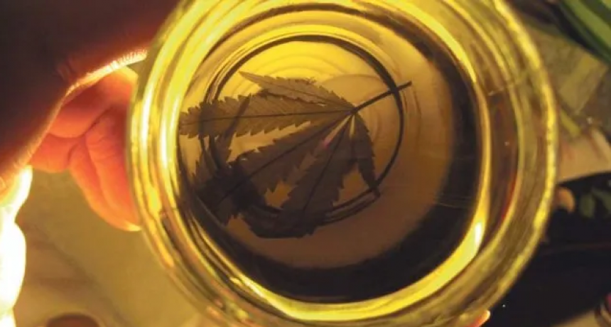 La provincia analiza el uso de cannabis medicinal en pacientes con c&aacute;ncer