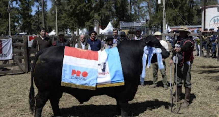 En ExpoBRA 2022 se lucieron los mejores reproductores machos