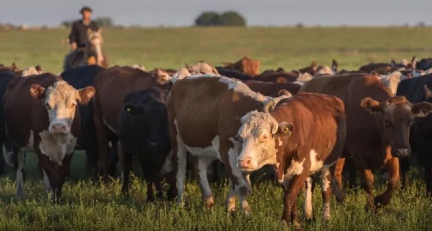 Con un mercado m&aacute;s flexible, la salida de vacas vuelve a generar caja para el productor