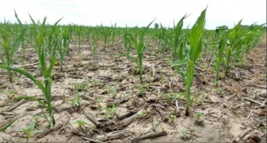 'Una Ni&ntilde;a m&aacute;s': estrategias en ma&iacute;z y soja para dar batalla a una nueva campa&ntilde;a seca