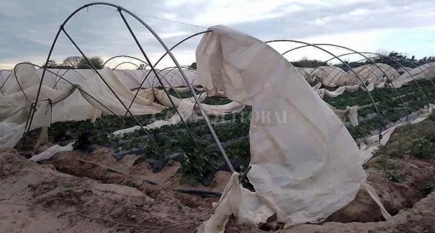  Coronda: vientos huracanados causaron daños en macrotúneles de la frutilla