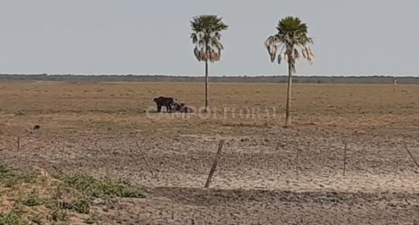 Reabren la reinscripción para productores con certificado de emergencia agropecuaria afectados por la sequía 