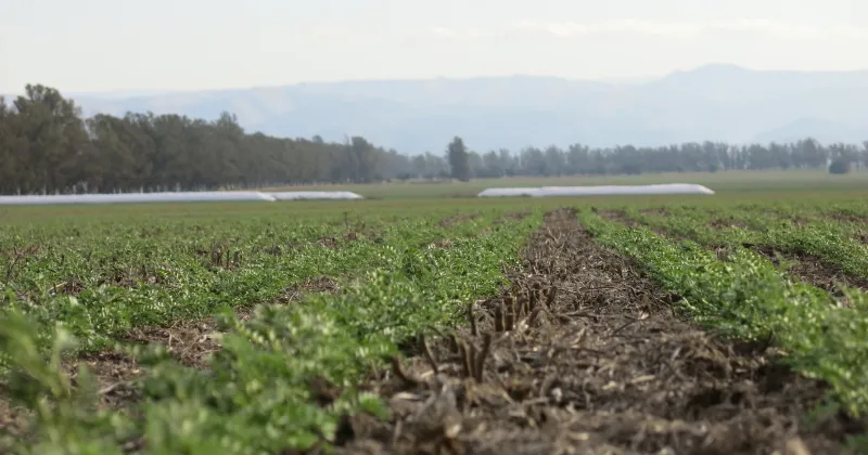 Un paso más allá de la siembra directa 