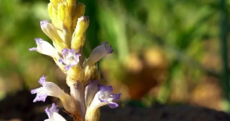 Lo que faltaba: se acerca una maleza parásita del girasol