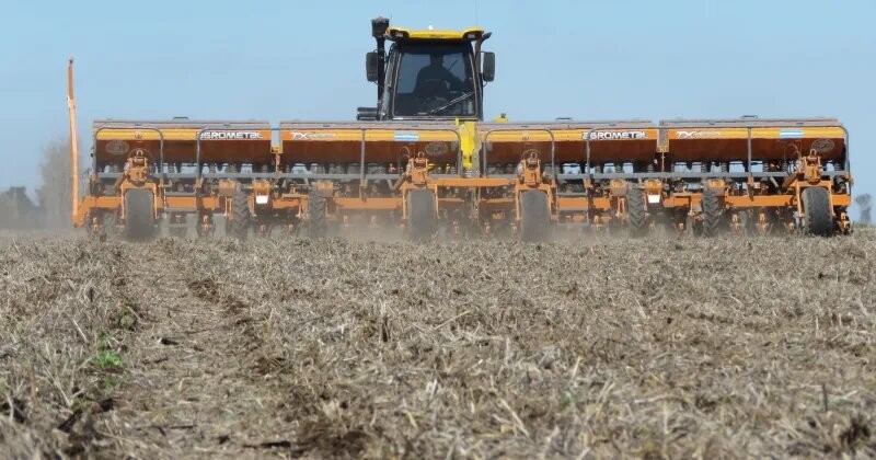 Complicaciones para sembrar maíz impulsan el protagonismo de girasol y sorgo  