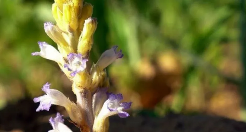Lo que faltaba: se acerca una maleza parásita del girasol