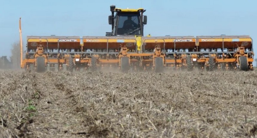 Complicaciones para sembrar maíz impulsan el protagonismo de girasol y sorgo  