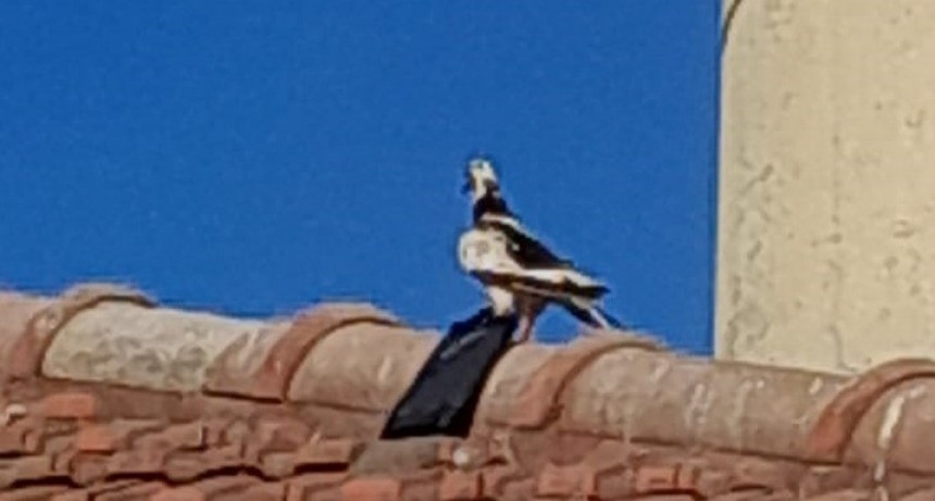 Fotografiaron a una paloma a punto de ingresar un teléfono a la Cárcel de Coronda