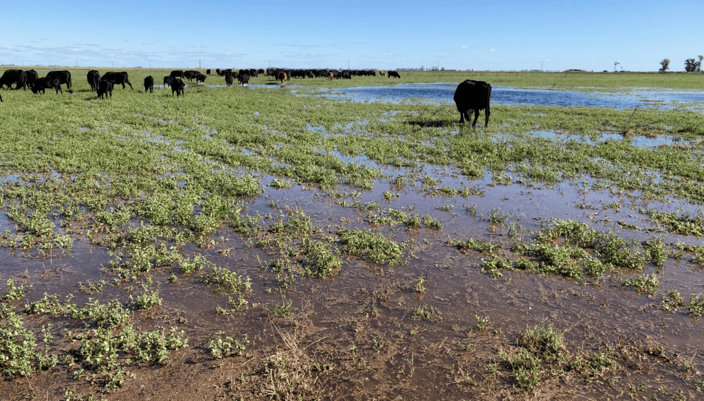 Nuevo ciclo, sin grandes cambios: mucha agua, malos márgenes y nulas políticas agropecuarias
