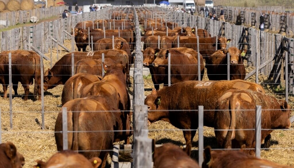 Mercado de invernada: la doble cara de los buenos precios