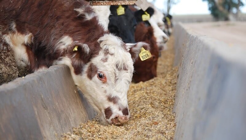 Maíz y subproductos de soja sin retenciones: productores de carnes, leche y huevos evalúan el impacto