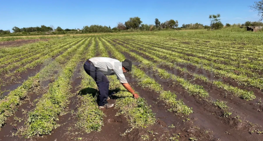 Estabilidad en los precios, pero caída del consumo: 