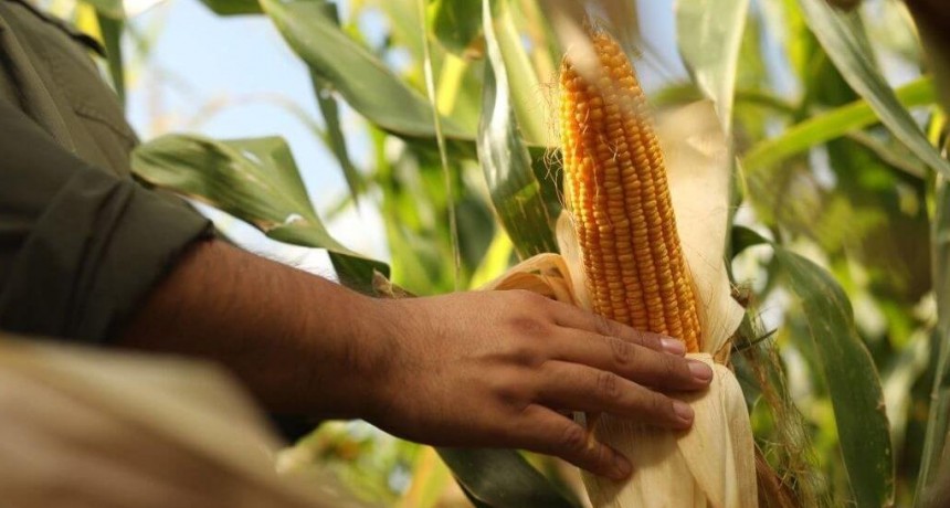 Siembra 2025/26: desde Córdoba confirman la recuperación del maíz y el “boom” del girasol