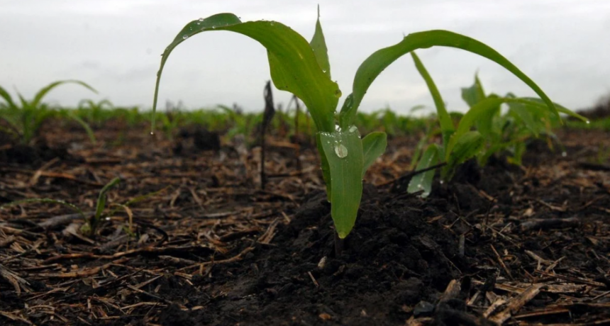 La chicharrita siguió retrocediendo y el escenario para el maíz temprano ya es mejor que la campaña pasada
