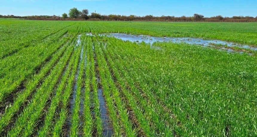 Las lluvias no cortan la ilusión: más del 95% del trigo sigue en condiciones de buenas a excelentes