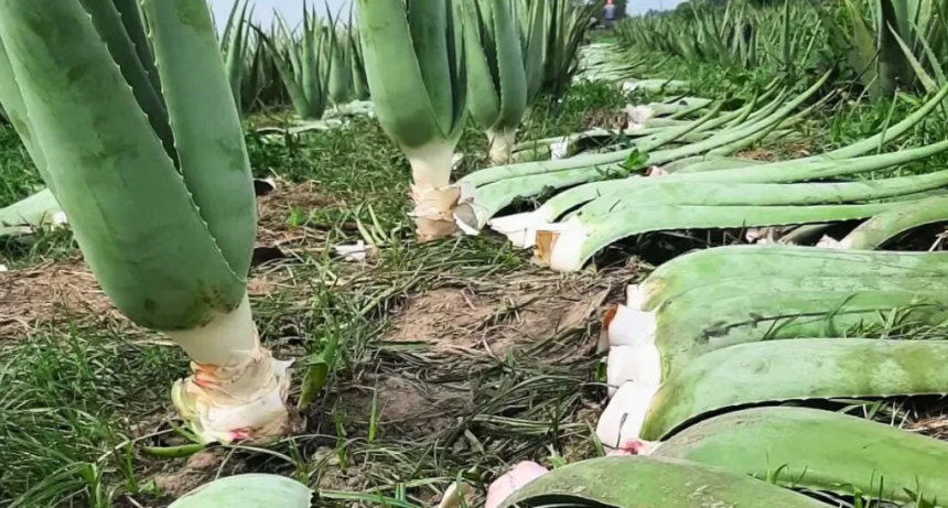 Aloe vera en el agro santafesino: alternativas, turismo y posibilidades de exportación