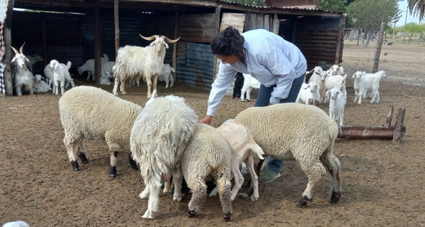 Cuña Boscosa: pequeños productores reclaman asistencia tras la sequía y denuncian desinterés oficial