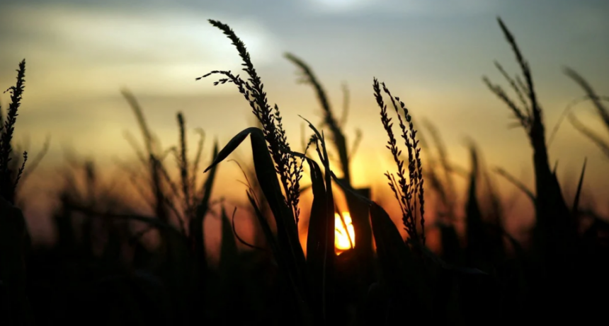 La campaña 2025/26 redefine la siembra: por qué el maíz temprano toma protagonismo