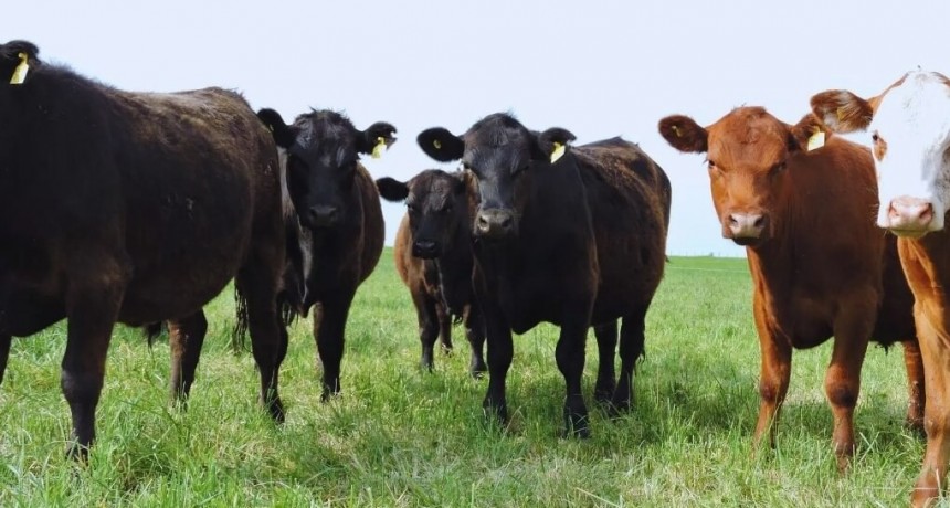 Pastoreo en alfalfa: el INTA reveló las pautas para elevar hasta 30% la producción de carne