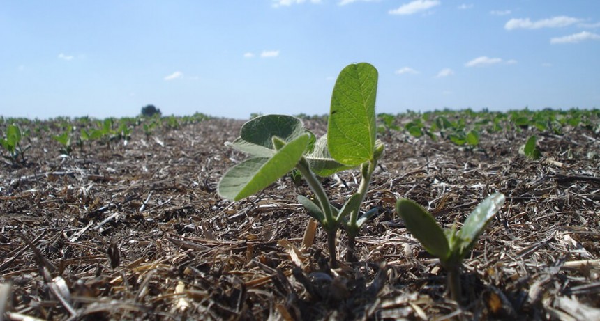 Por el avance del maíz y el girasol, la soja pierde terreno: se sembrarán 800.000 hectáreas menos