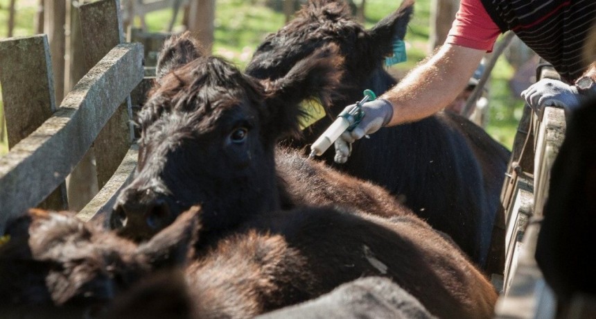 El Gobierno anunció importantes cambios en la vacunación antiaftosa, a partir de 2026