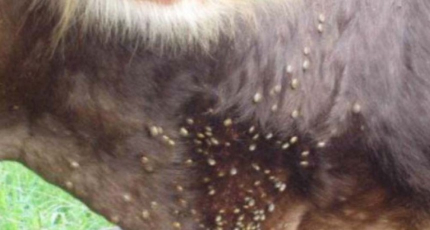 La preocupación por la garrapata no cesa en Entre Ríos: “Necesitamos instrucciones claras del Senasa”