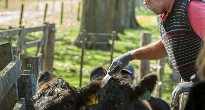 Cambios en la vacunación antiaftosa: desde Santa Fe piden monitoreo viral y reestructuración del Senasa