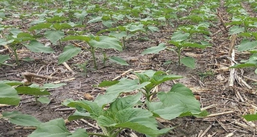 Buen ritmo de implantaciones de la cosecha gruesa y mejores perspectivas para las próximas