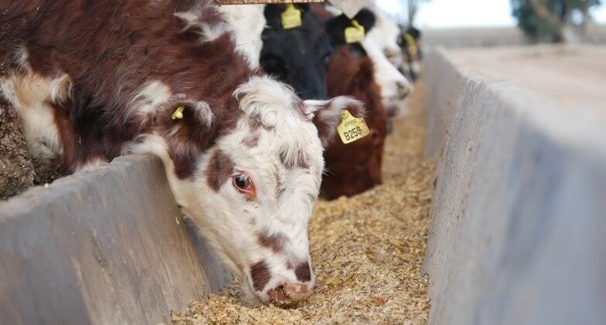 Maíz y subproductos de soja sin retenciones: productores de carnes, leche y huevos evalúan el impacto