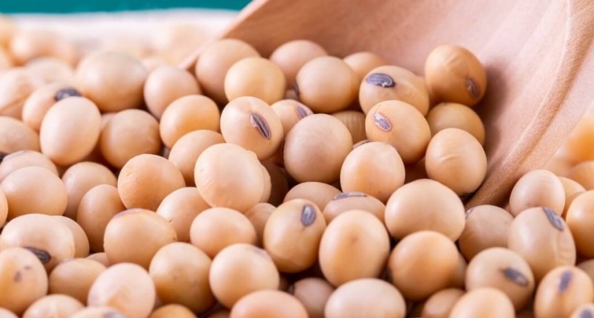 Luz de alerta para la soja: “Perdimos proteína en los granos y en algún momento nos van a penalizar”