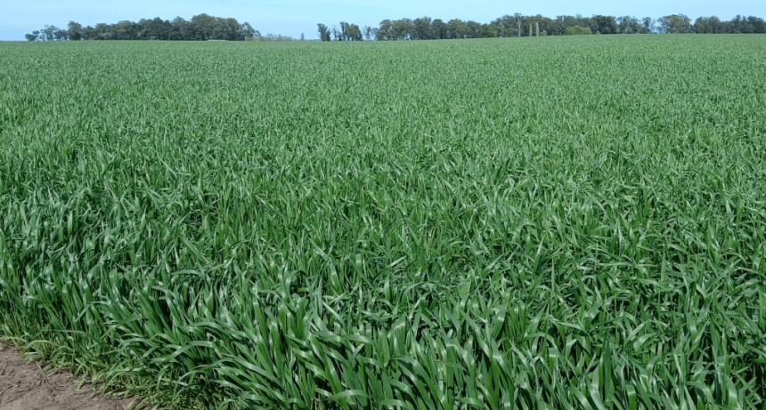 Trigos con potencial de 80 qq/ha: “Hace años que no llegaban así a las semanas previas a floración”