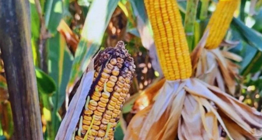 Maíz: el clima volvió a golpear a la chicharrita en todas las regiones