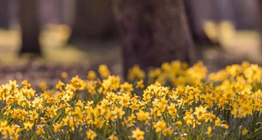 Por qu&eacute; este 21 de septiembre no empieza oficialmente la primavera 2026 en Argentina