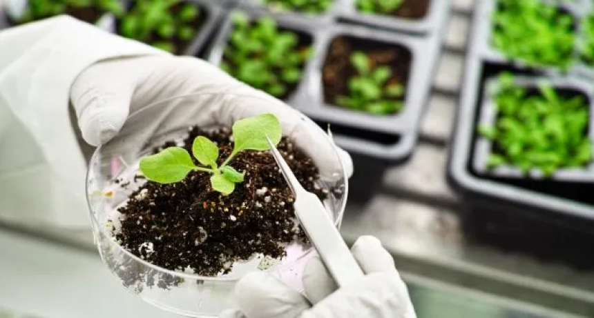 Desarrollo biotecnol&oacute;gico argentino para aumentar rindes obtuvo patente internacional 