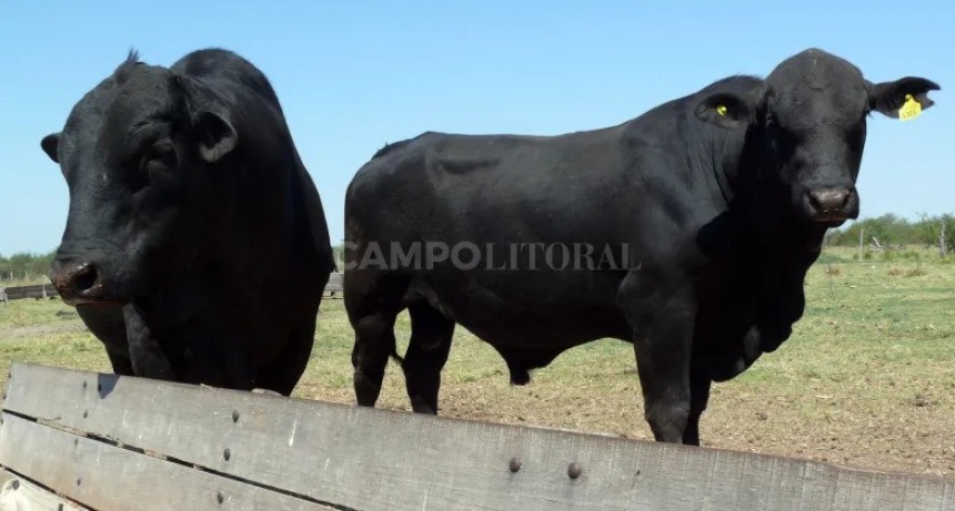 En kilos de ternero, los toros est&aacute;n en lo m&aacute;s alto en m&aacute;s de una d&eacute;cada 