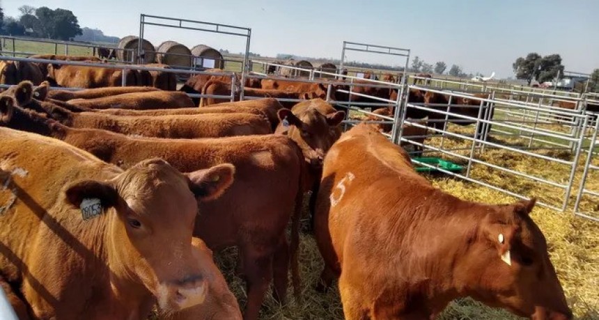 "La raza Angus deber&iacute;a avanzar m&aacute;s al norte de Santa Fe y C&oacute;rdoba donde se vende muy bien"