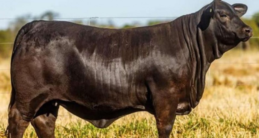 Una ternera Brangus en $3 millones, fue el valor m&aacute;s alto del remate en Quimil&iacute;