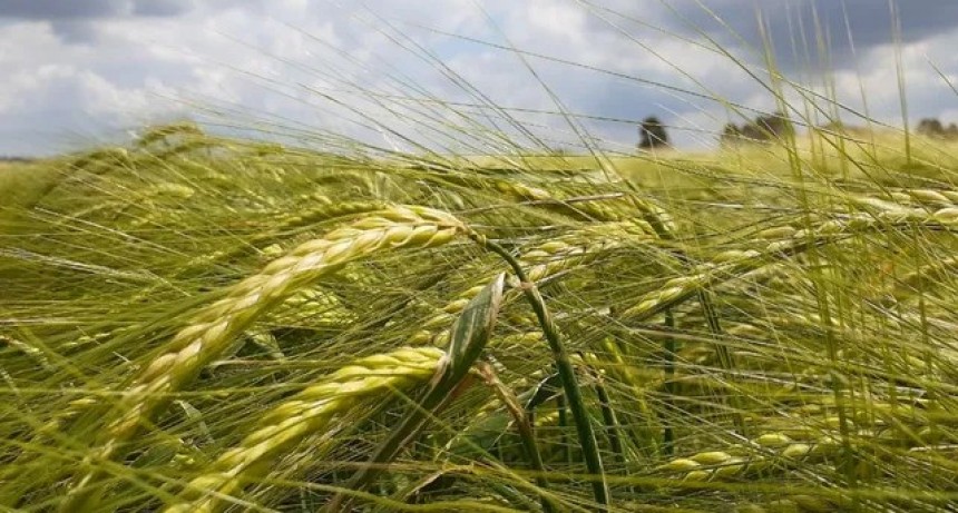 La sequ&iacute;a estrope&oacute; el trigo y las heladas van por el golpe de knockout