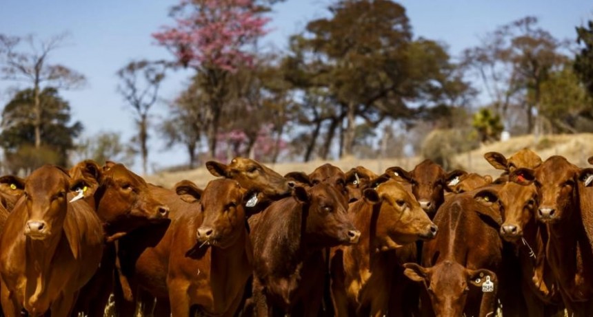 Re&uacute;nen mil vientres en Santiago para llevar el brangus colorado a todas las regiones