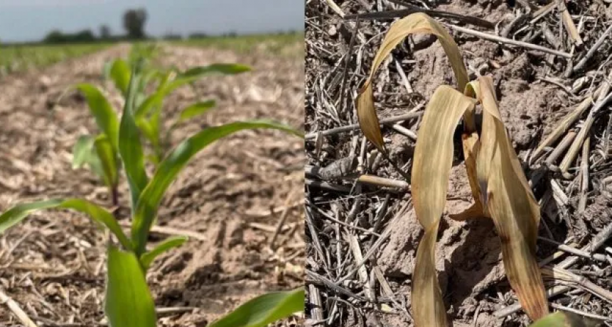 Clima de extremos: altas temperaturas y heladas tard&iacute;as le pegan a los campos de la regi&oacute;n