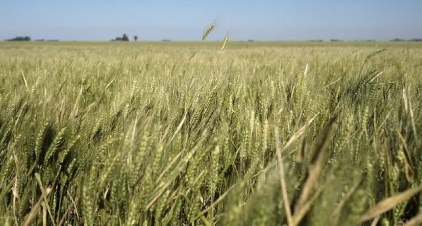 El gobierno se preocupa por la sequ&iacute;a pero dice que no faltar&aacute; trigo