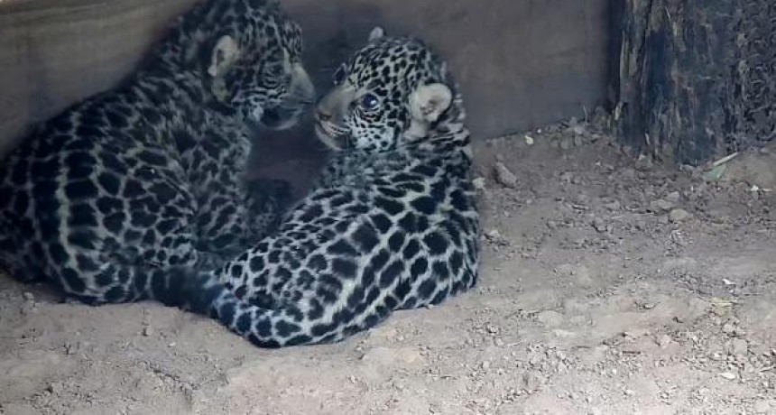 Nacieron en El Impenetrable chaque&ntilde;o dos yaguaret&eacute;s que ser&aacute;n trasladados al Iber&aacute;