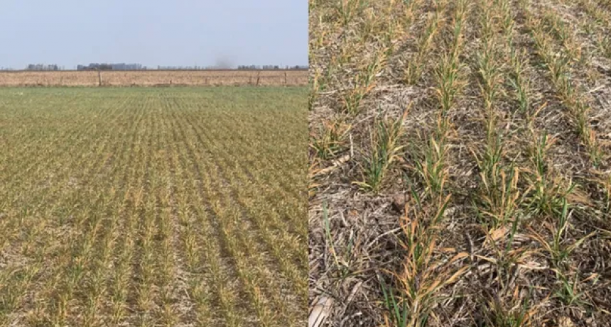 La producci&oacute;n de trigo en la regi&oacute;n central caer&aacute; 83%