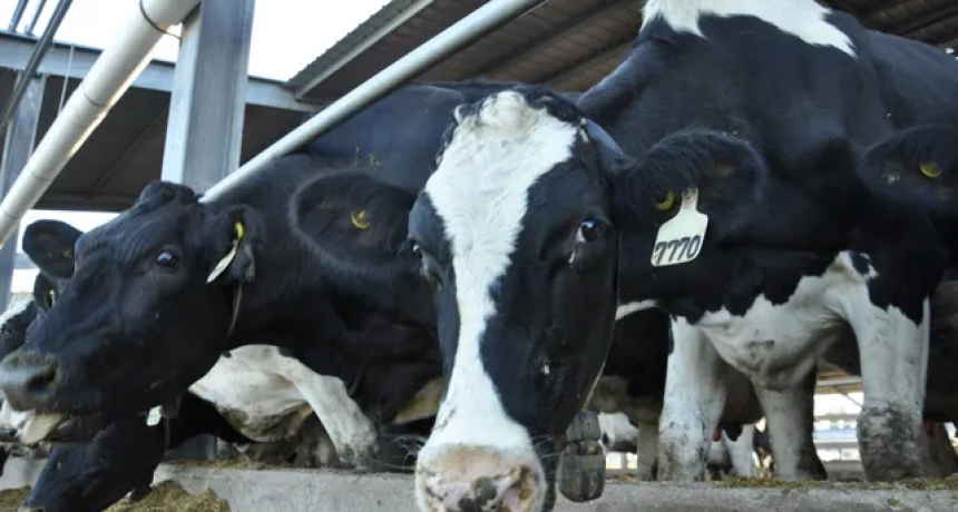 Leche: el costo de producci&oacute;n es 15% superior al precio percibido