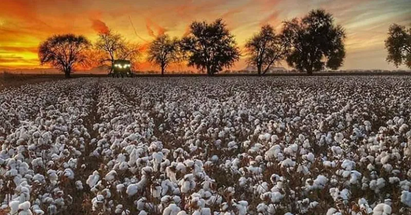  Comenzó la siembra del algodón 
