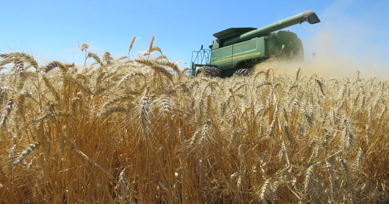 El trigo ya se cosecha en el norte 