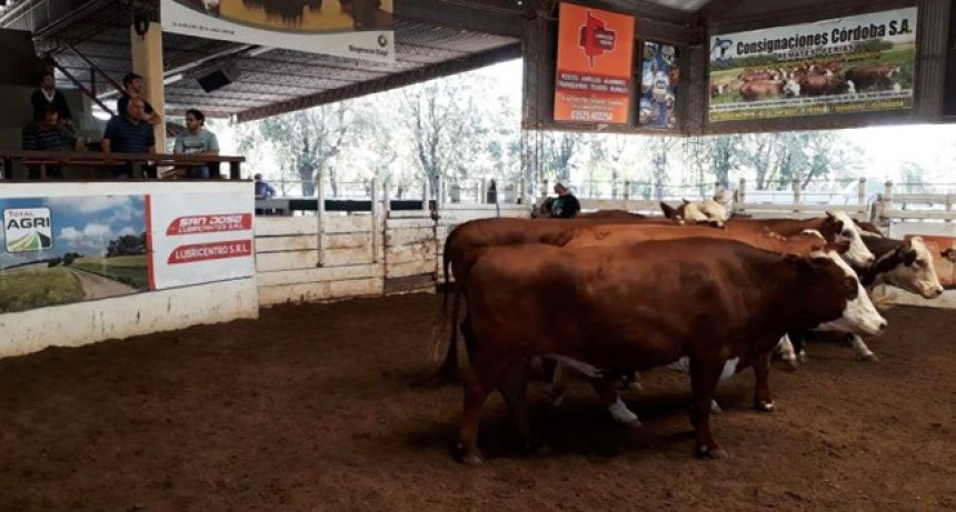 Precios de hacienda en Córdoba: los terneros de invernada superaron la barrera de los $ 1.000