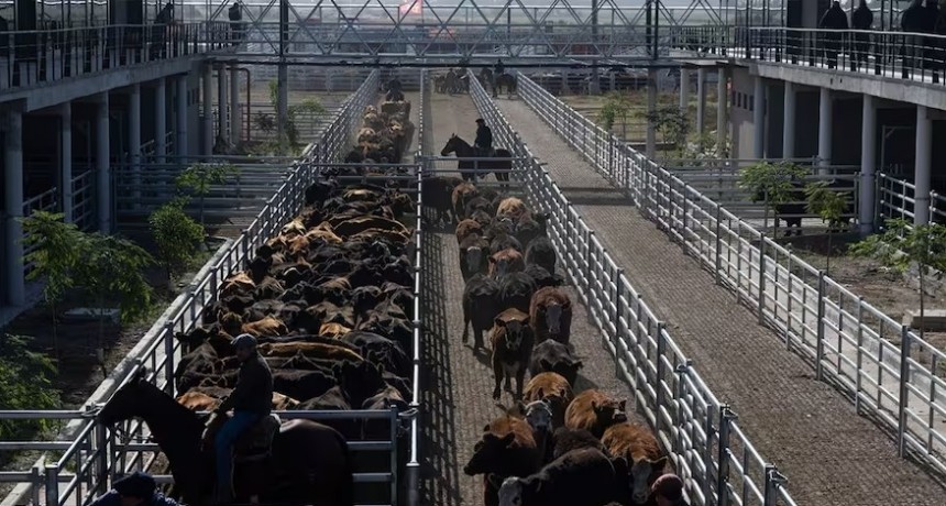 El precio de la hacienda trepó más del 13% durante la semana en el Mercado Agroganadero de Cañuelas