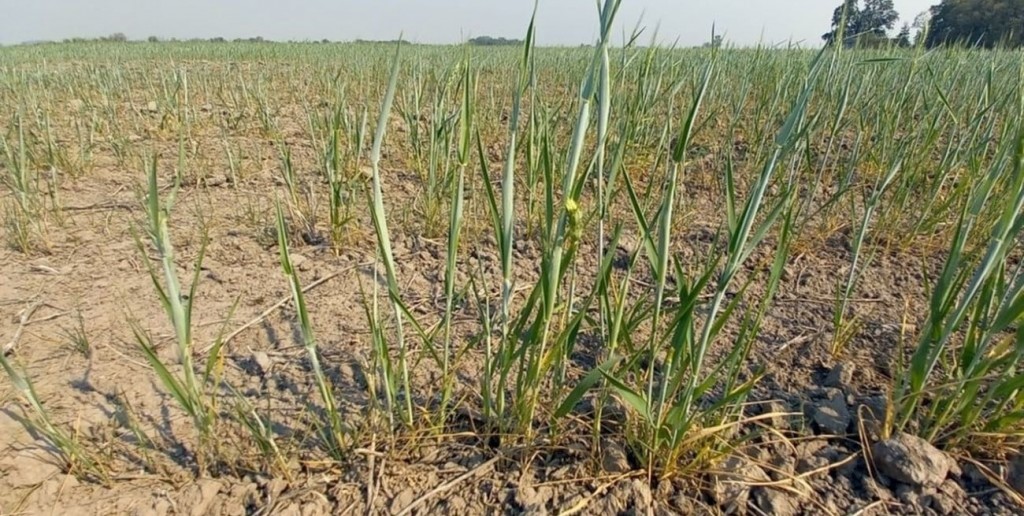 Recalculando: las lluvias sostienen algunos cultivos, pero llegan tarde a otros